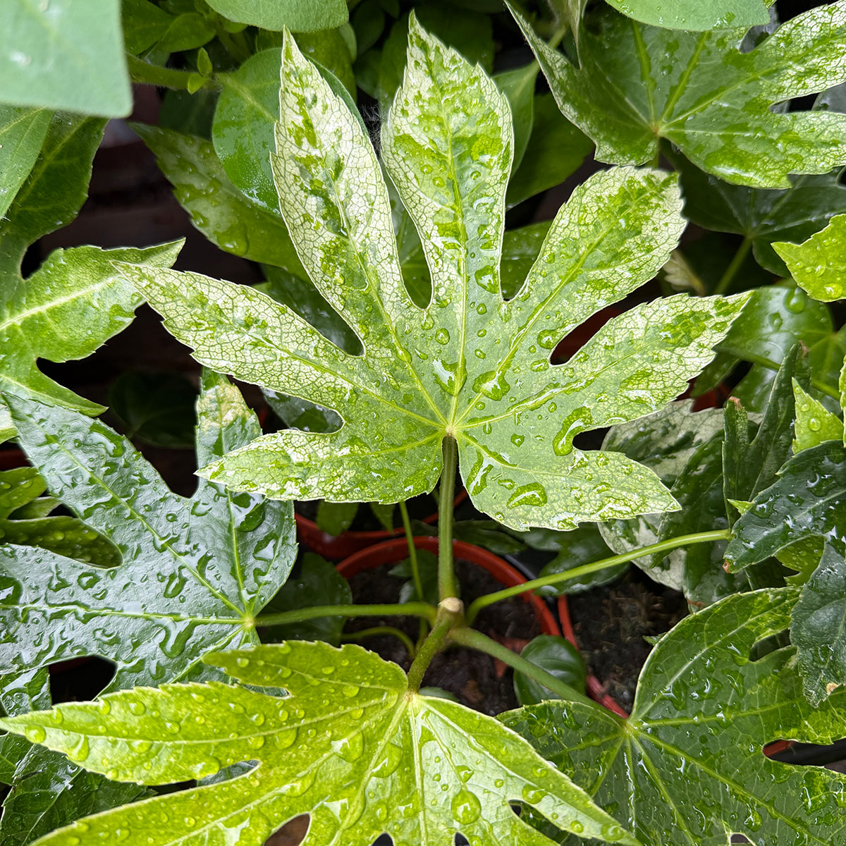 fatsia_spidersweb.jpg