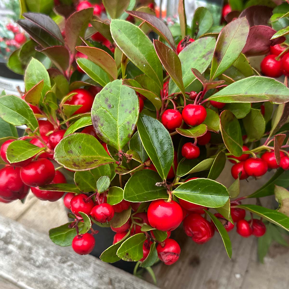 gaultheria_procumbens_4in.jpg