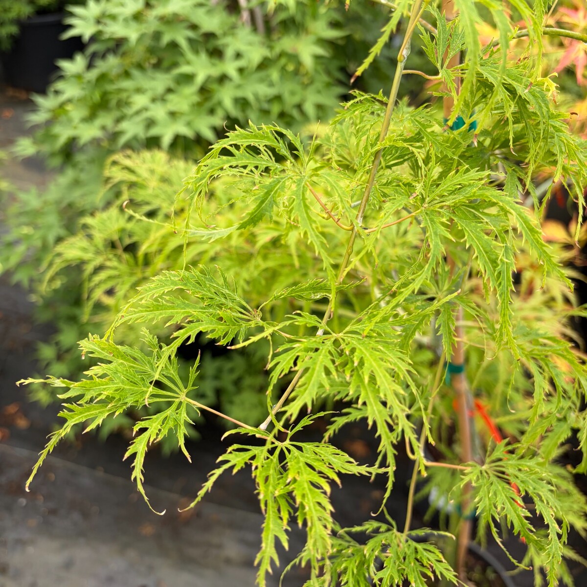 green-filigree-lace-japanese-maple-3.jpg