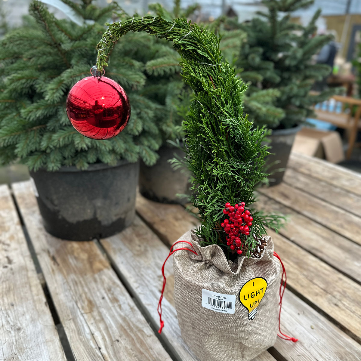 holiday_thuja_grinch_1g.jpg