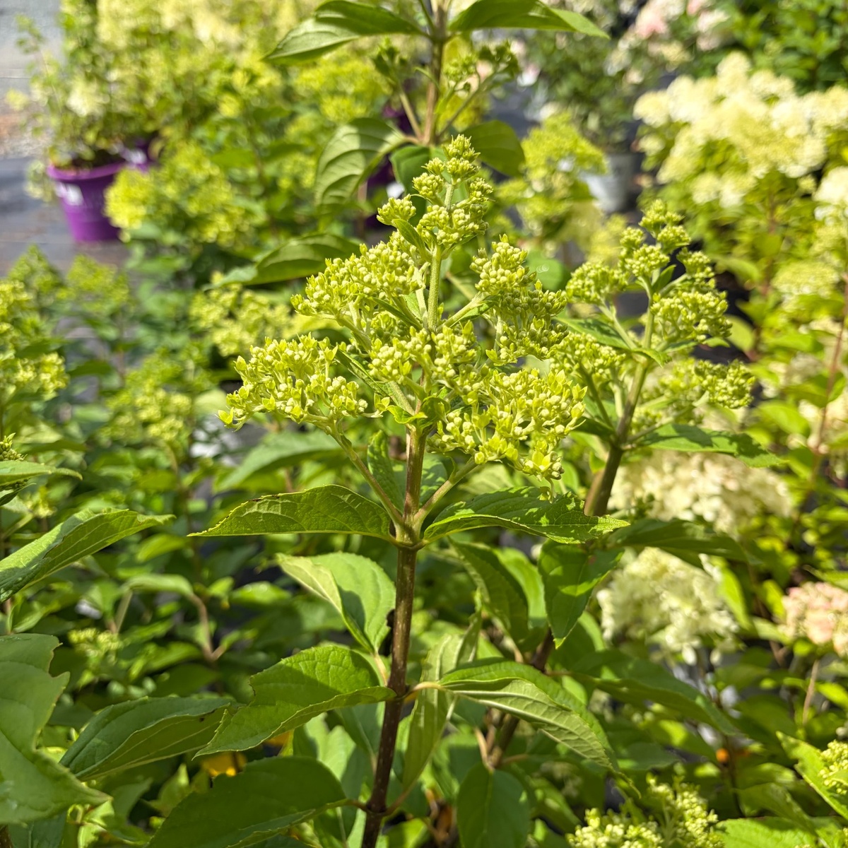 little_lime_1_1200x1200.jpg