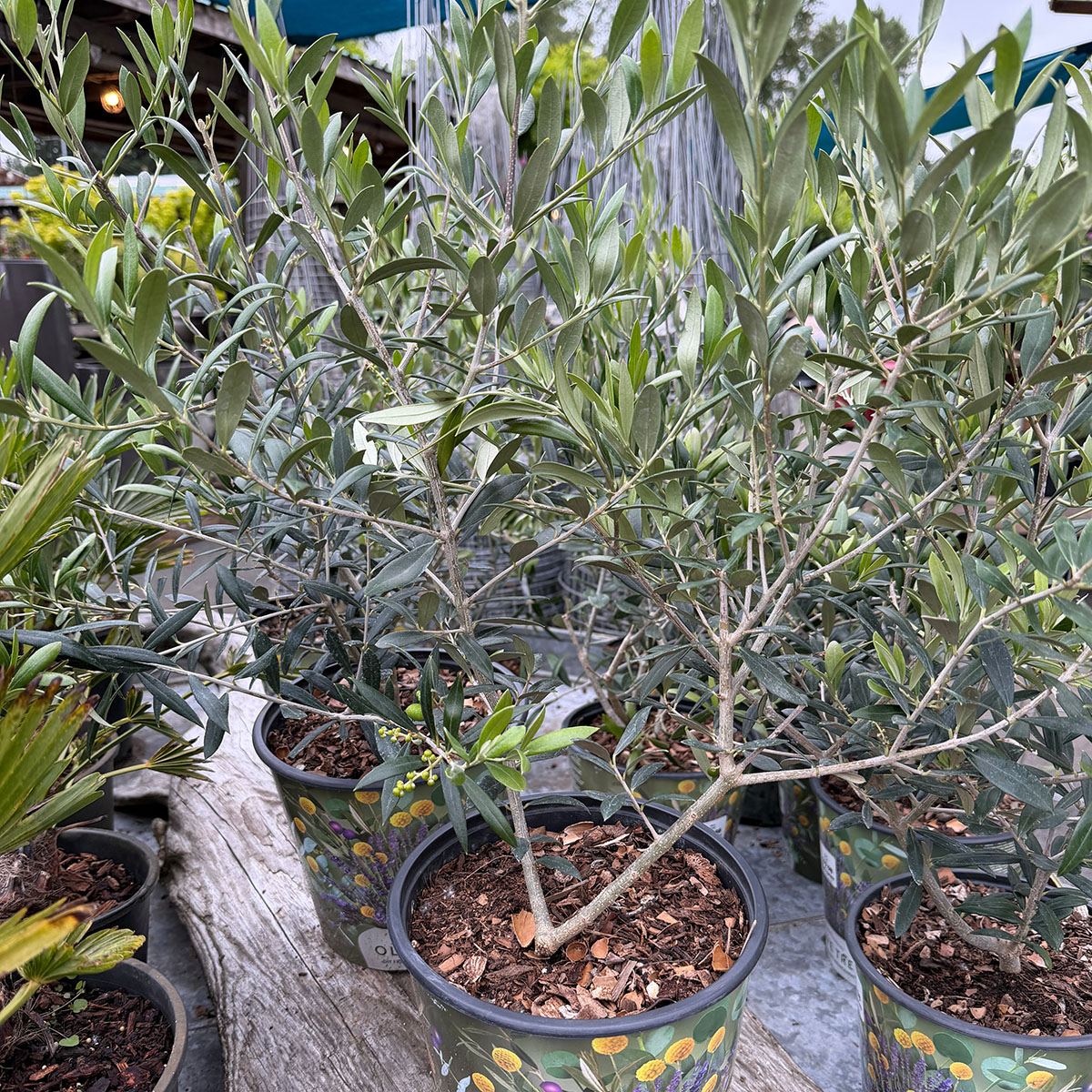 olivetree.jpg