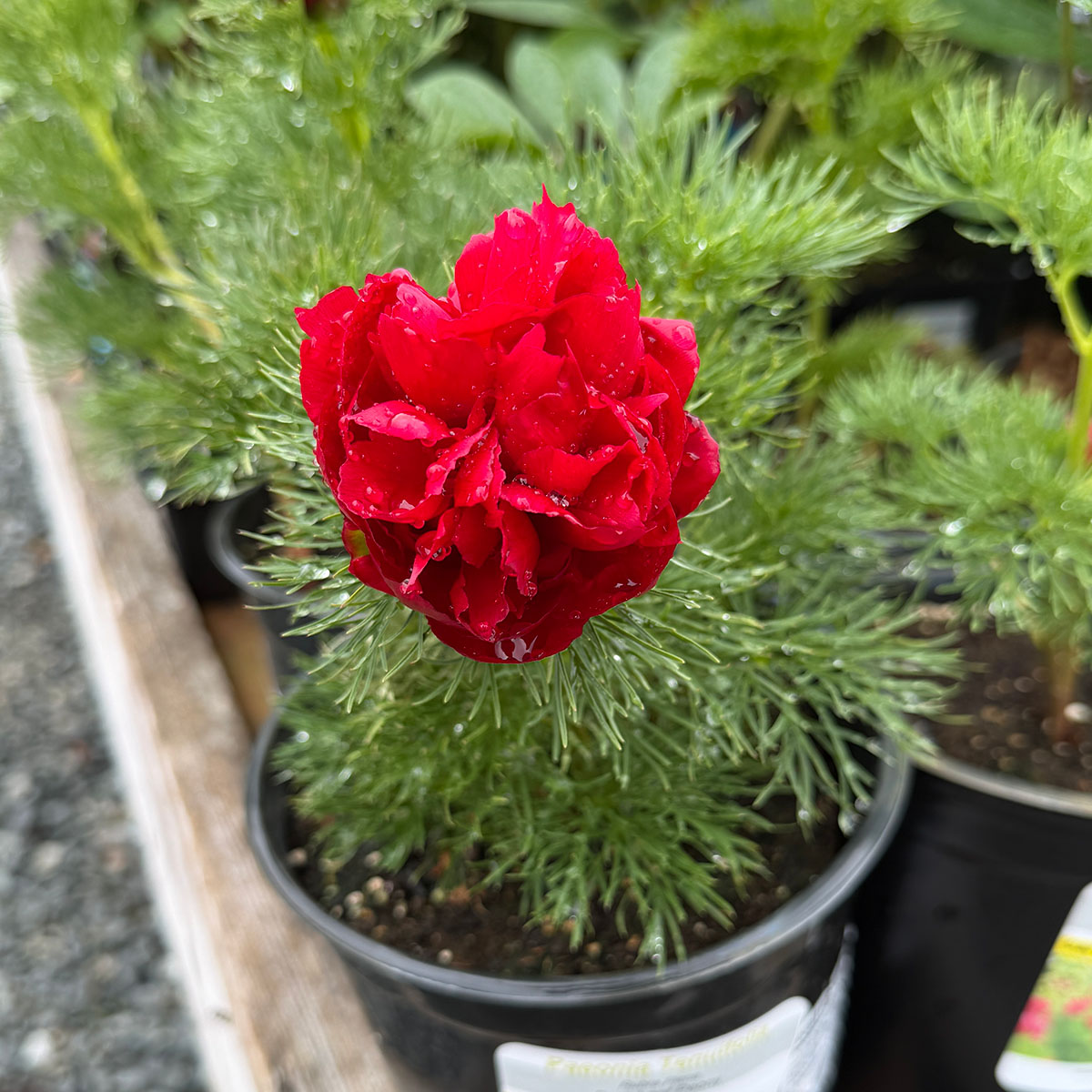 peony_tenuifolia.jpg