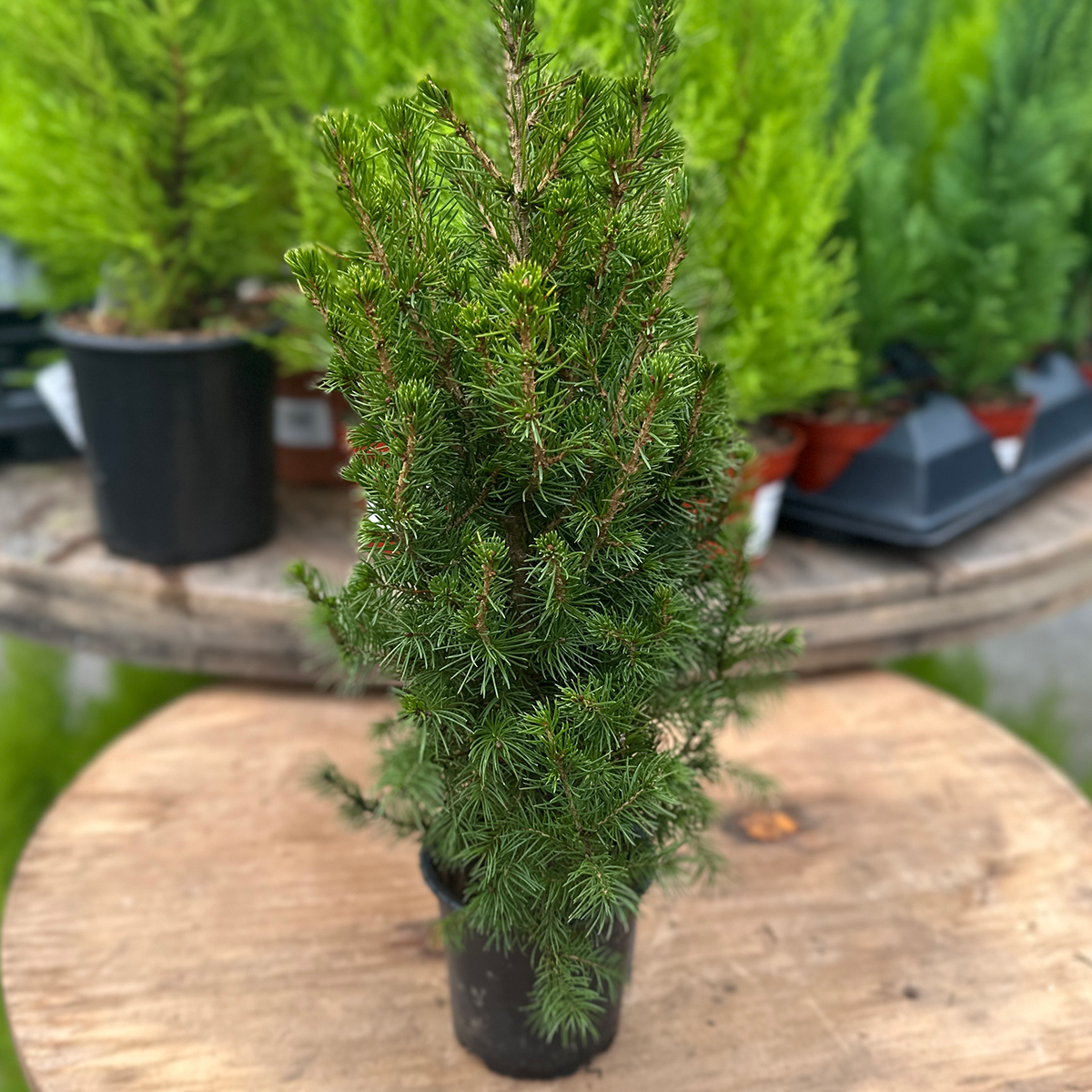 picea_pungens_conica_4in.jpg