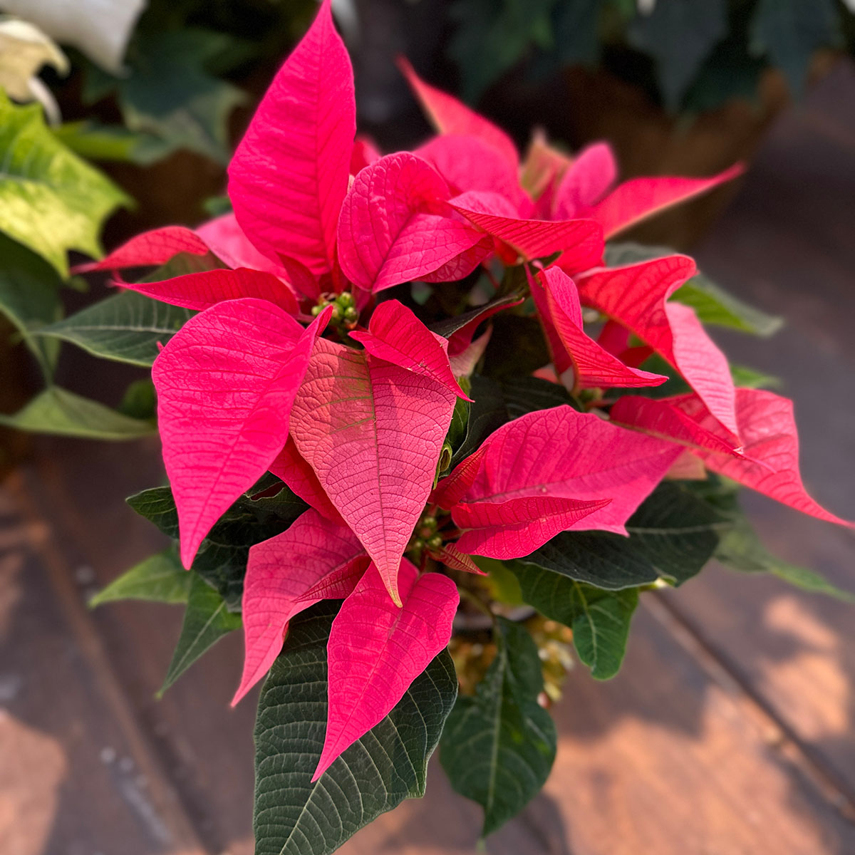 poinsettia_4in_pink.jpg