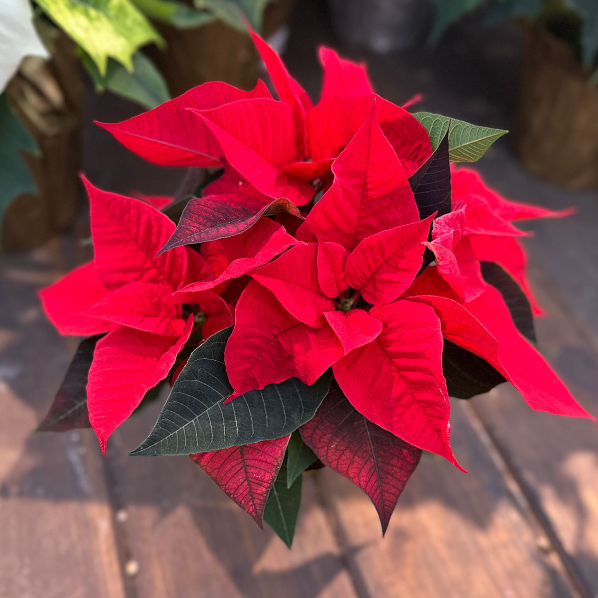 poinsettia_4in_red.jpg