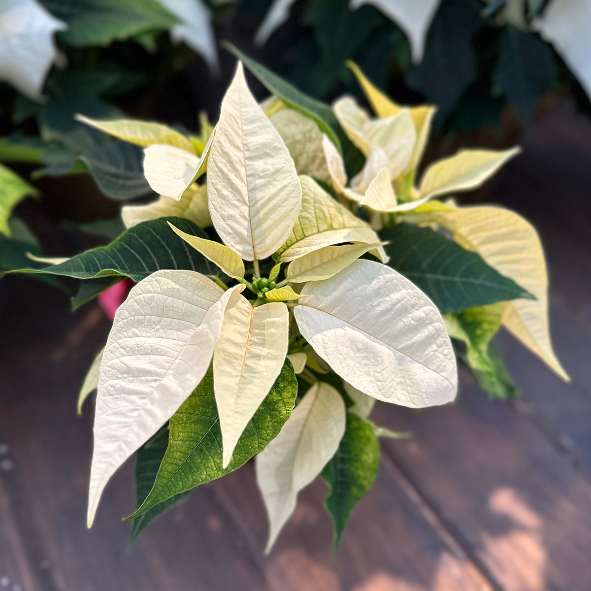 poinsettia_4in_white.jpg