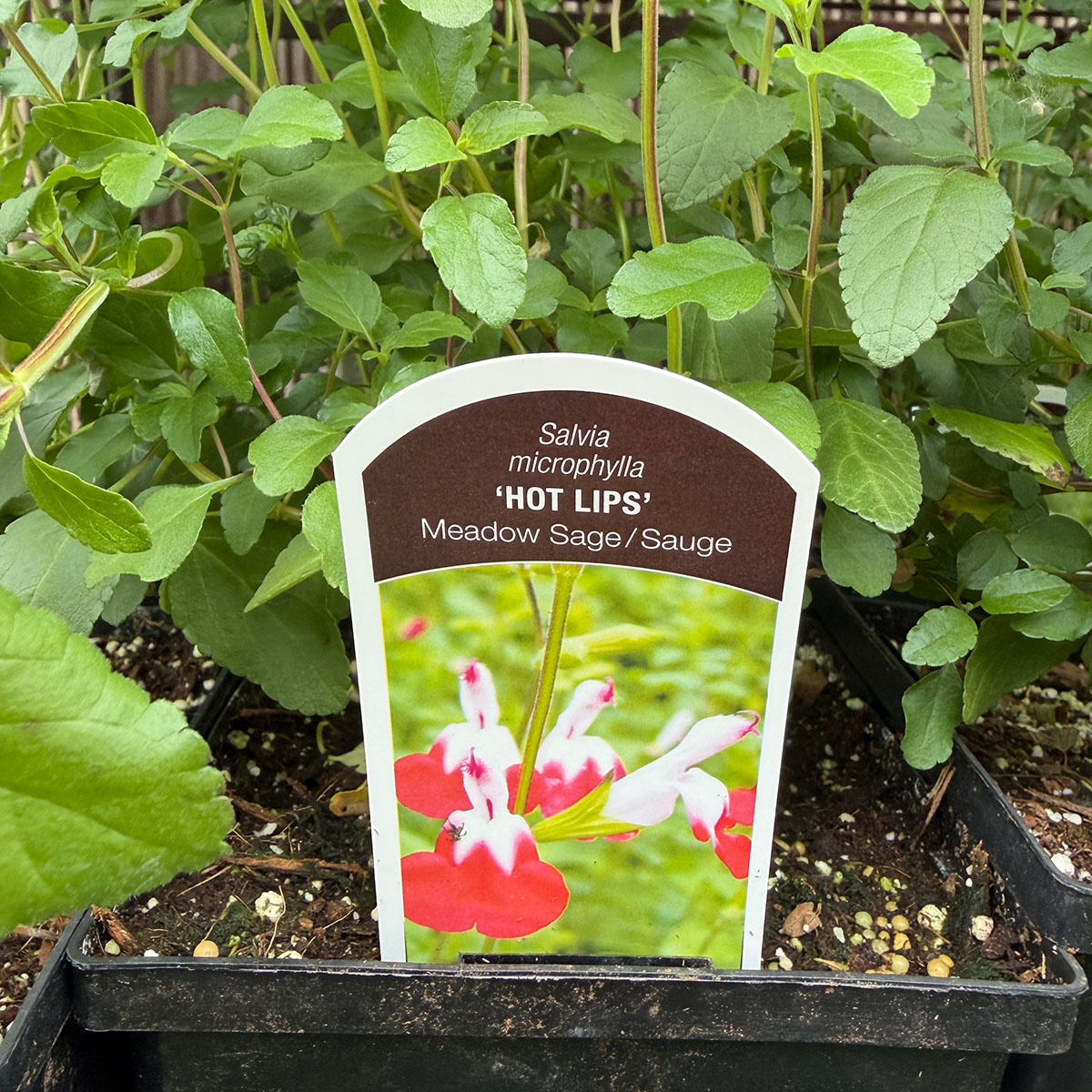 salvia_hotlips.jpg