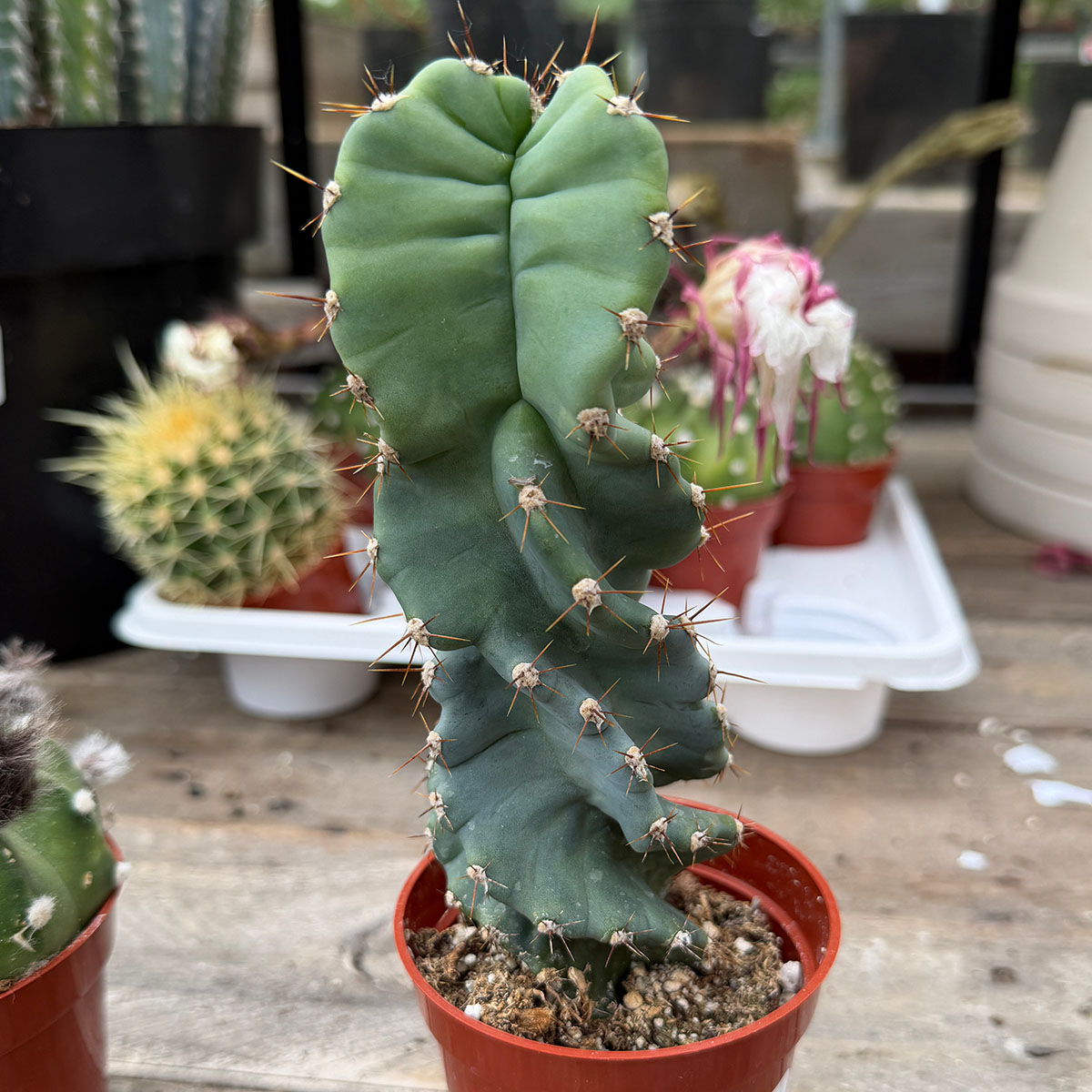 spiralcactus.jpg