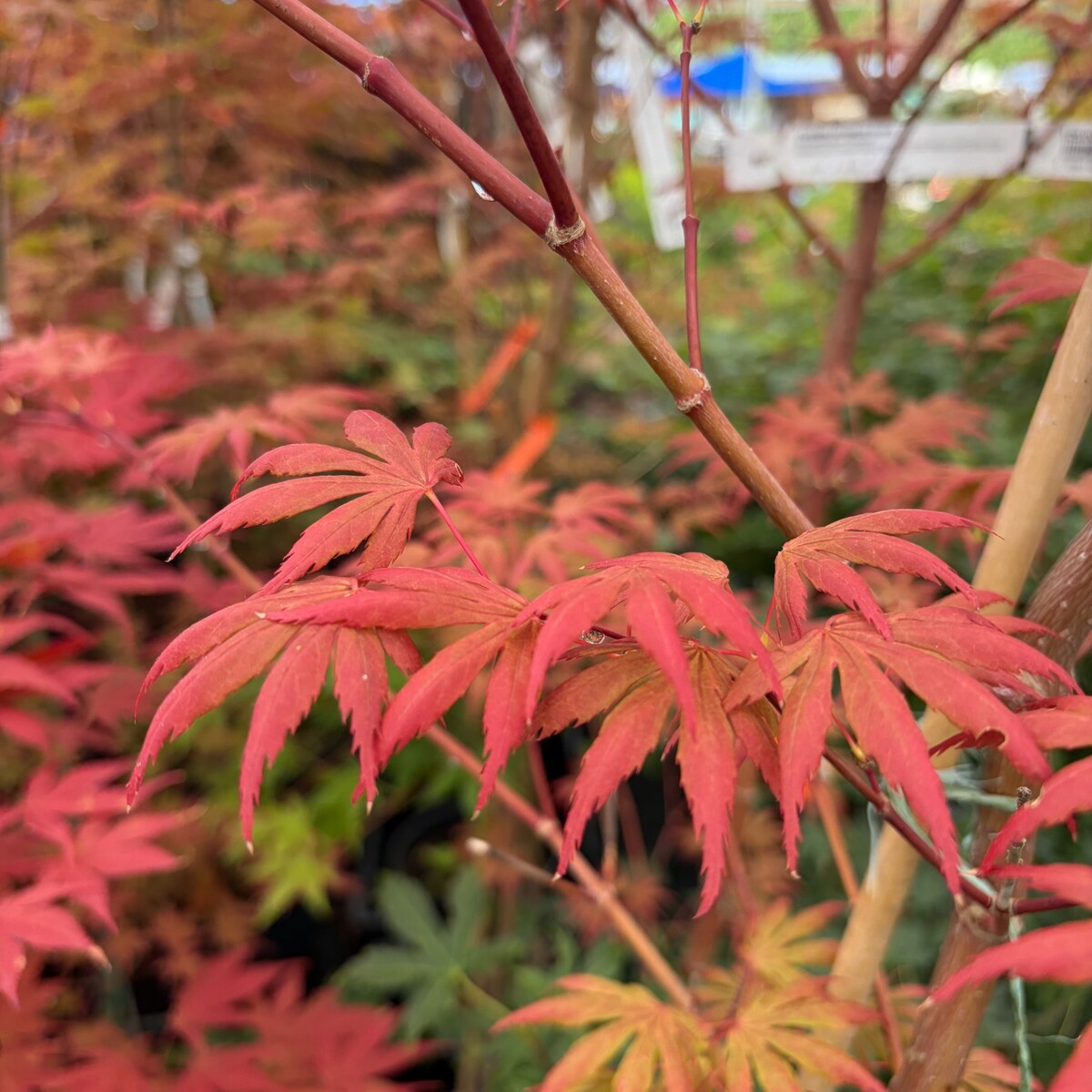 yasemin-japanese-maple-2.jpg