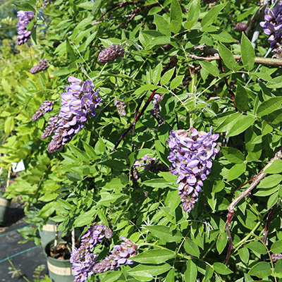 Wisteria frutescens 'Amethyst Falls'