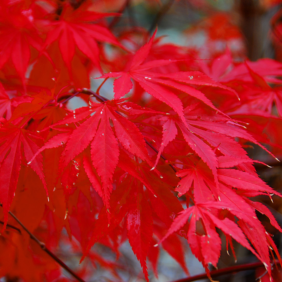 Acer palmatum 'Twombley's Red Sentinel'