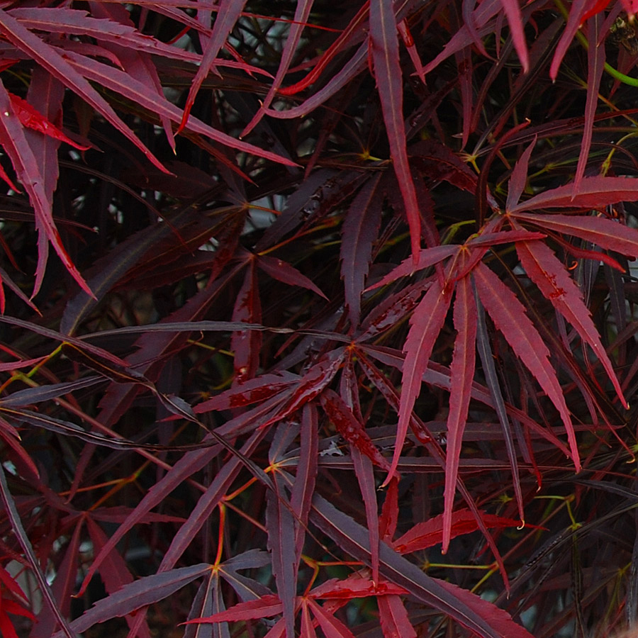Red Pygmy Japanese Maple. 