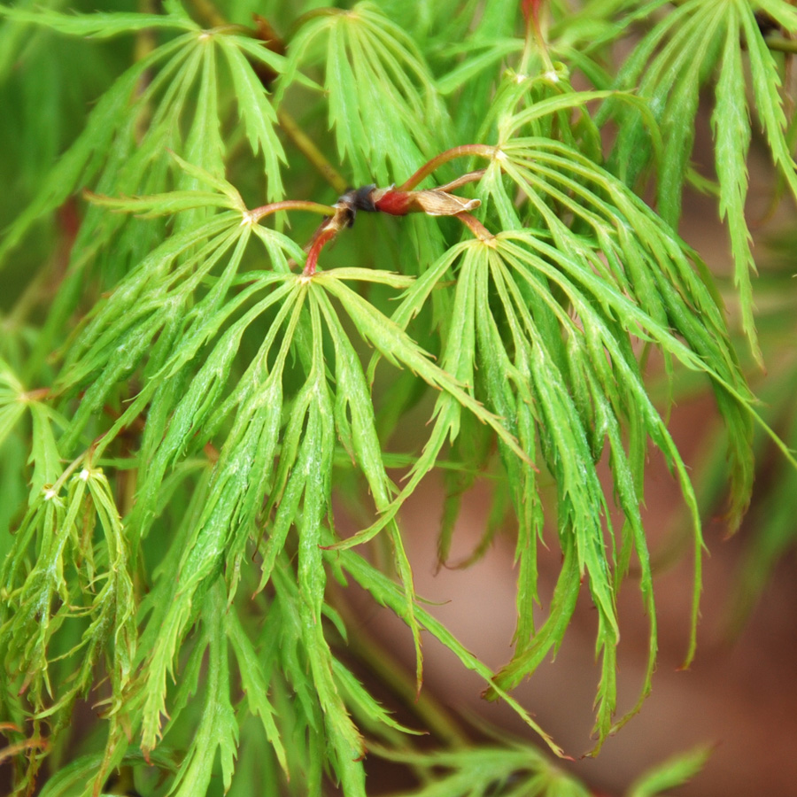 Acer palmatum dissectum 'Viridis' 