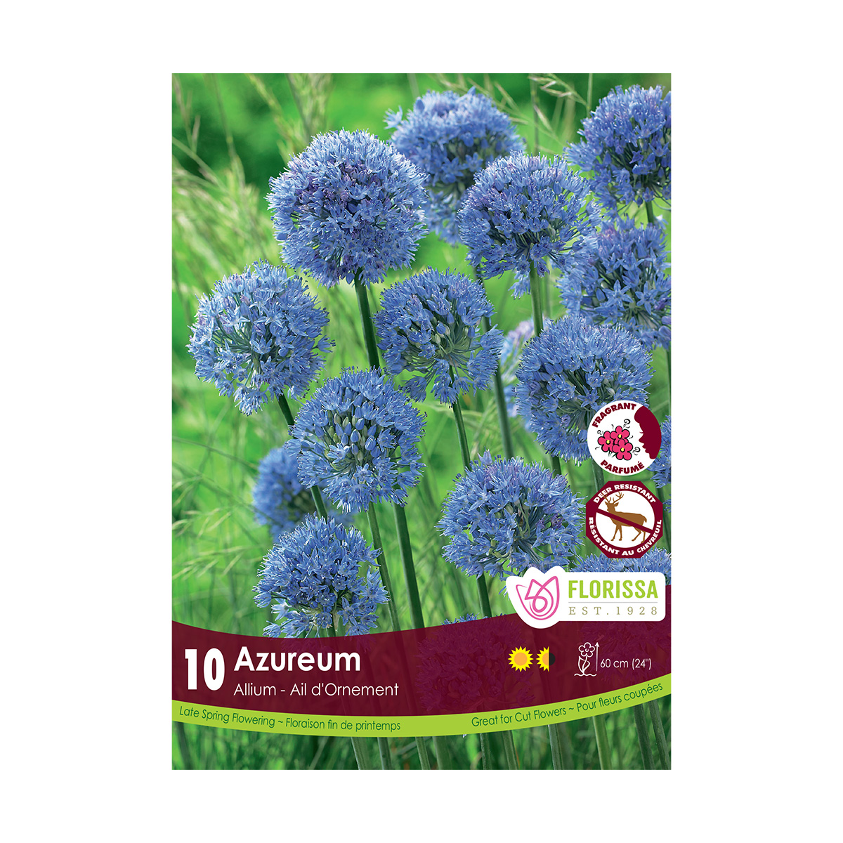 Allium_Azureum.jpg