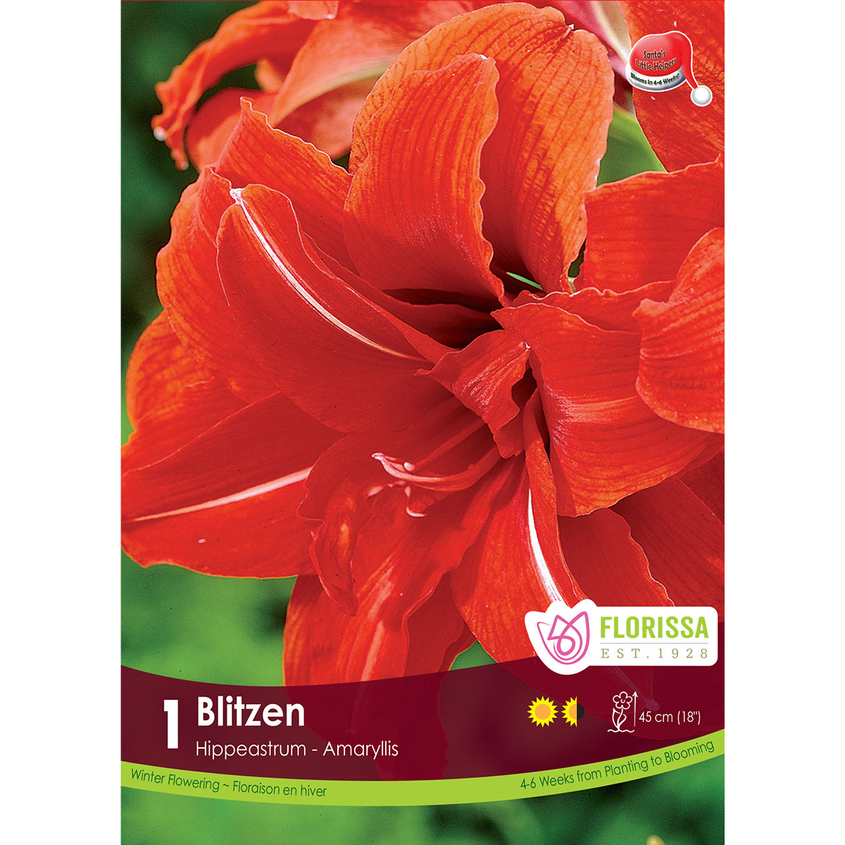 Amaryllis 'Blitzen' Bulb 1PK