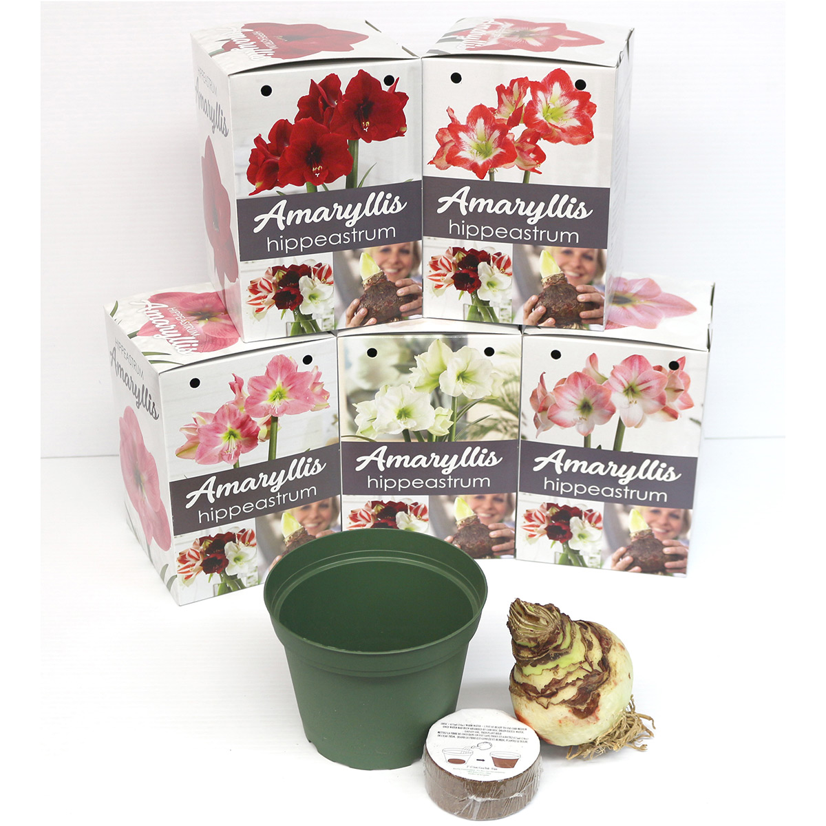 Amaryllis Planting Kit 'White'