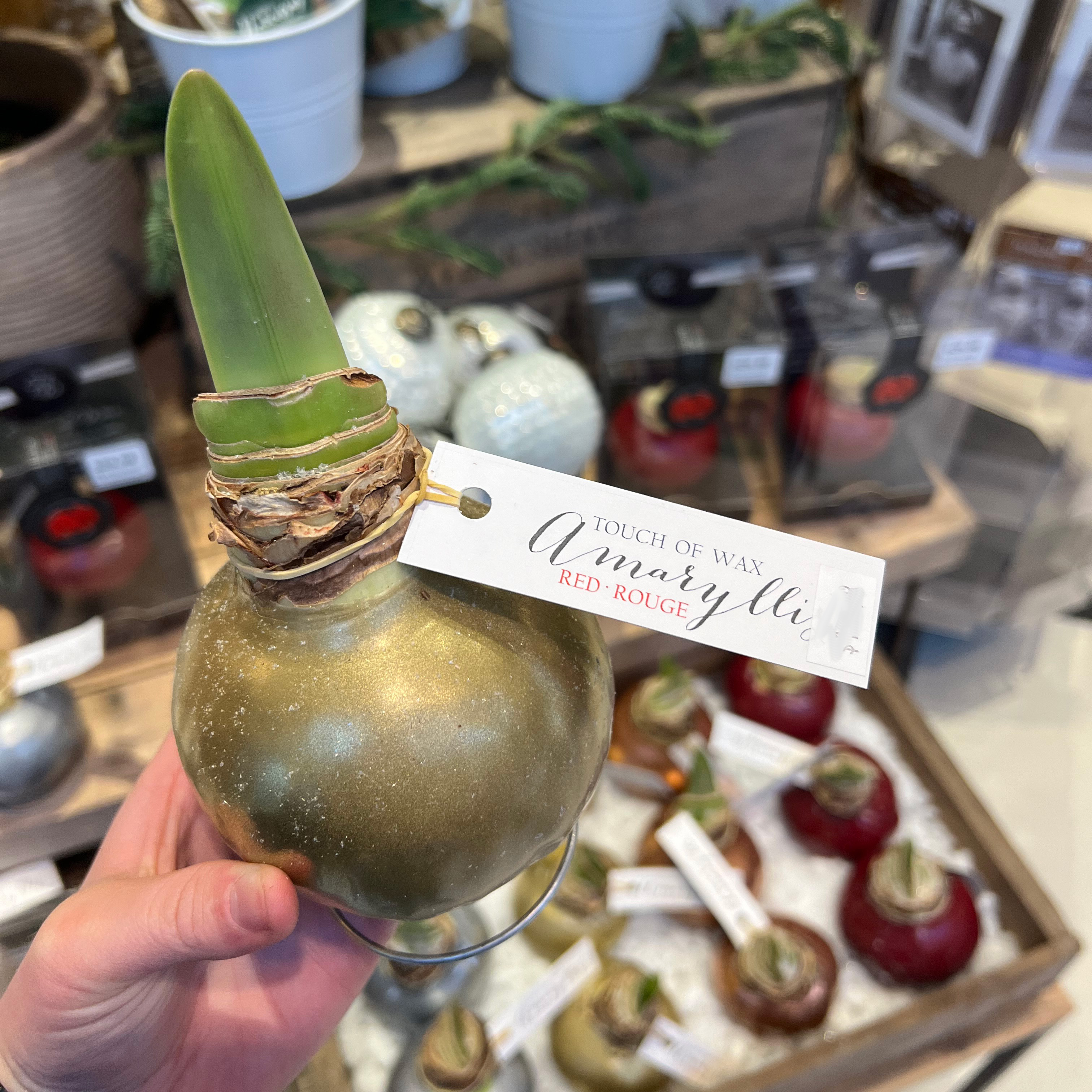 Amaryllis Waxed Bulb On Stand 