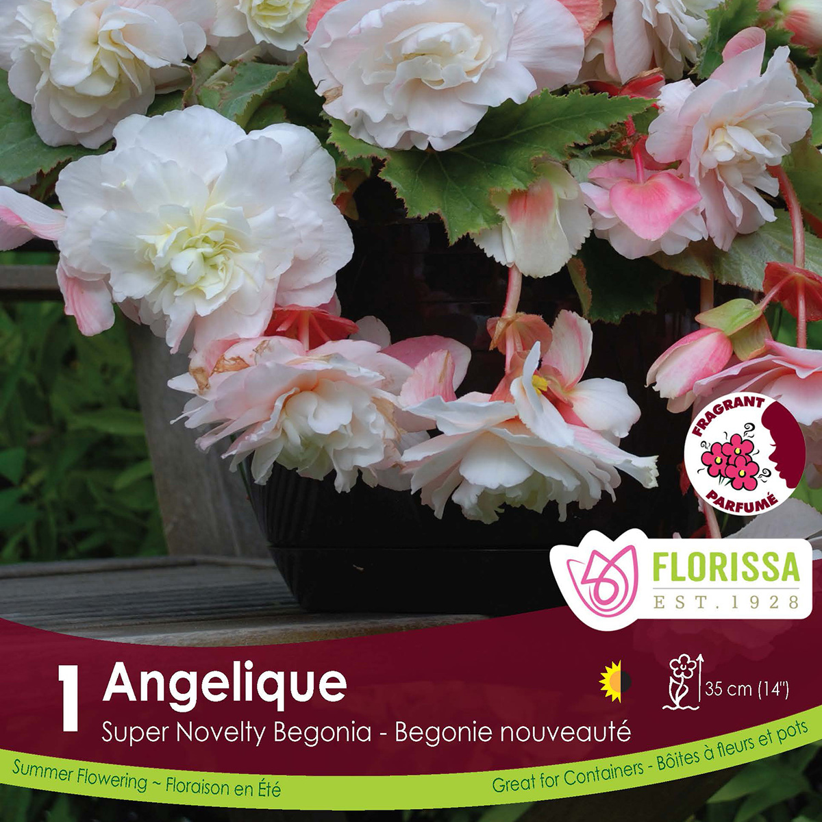 Begonia_Angelique_vnb.jpg