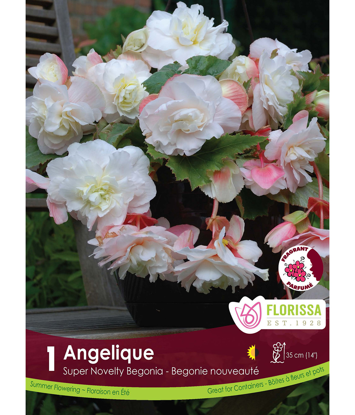 Begonia_Angelique_vnb24.jpg