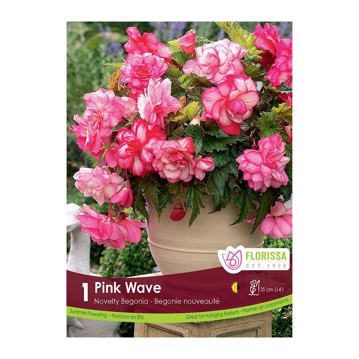 Begonia 'Pink Wave' Tuber