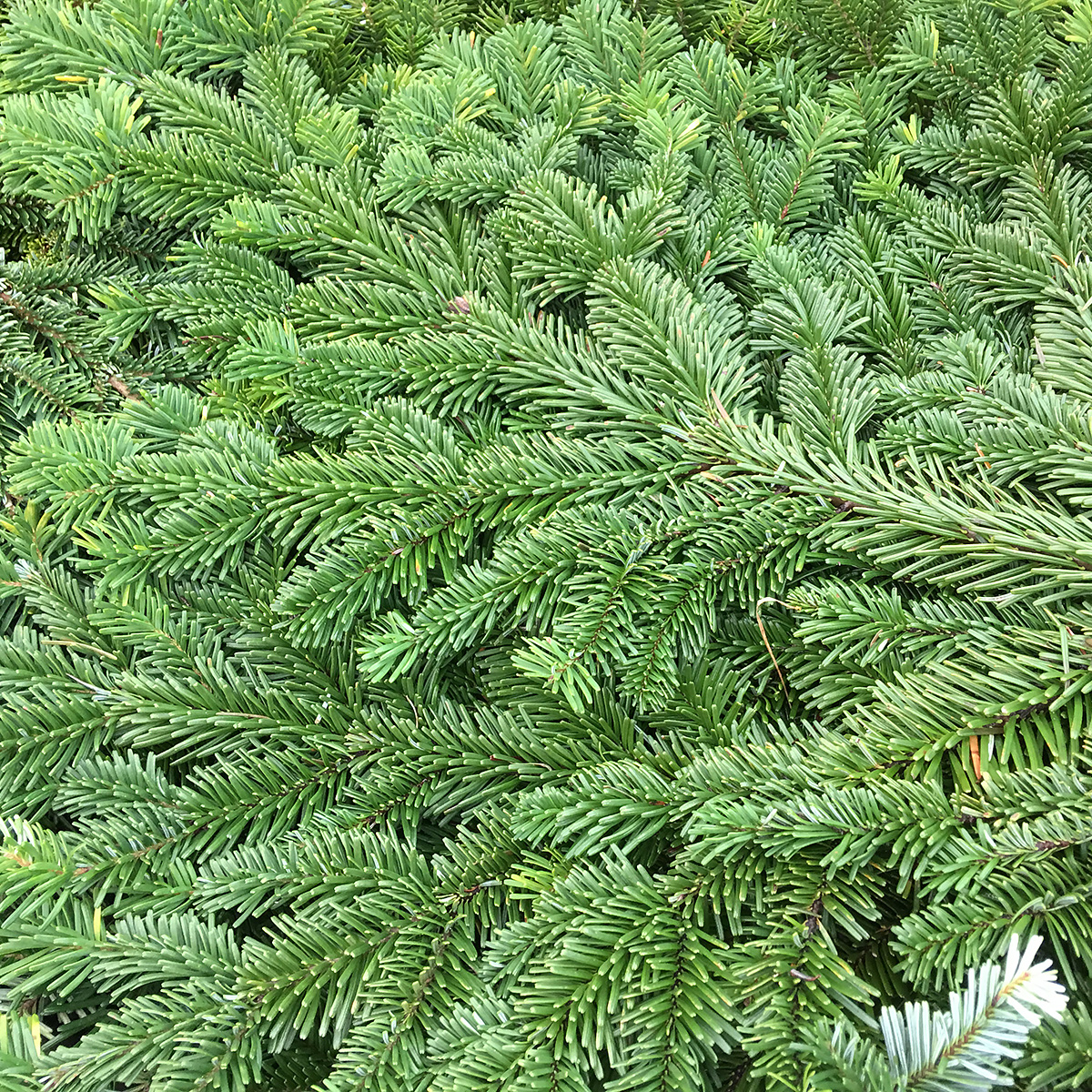 Christmas Greens Abies Amabilis At Arts Nursery