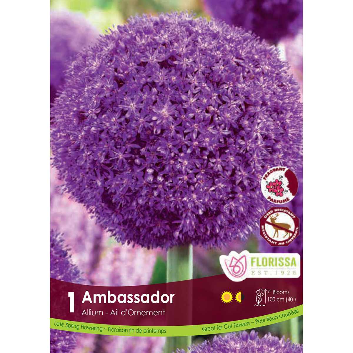 Bulb_Allium_Ambassador.jpg