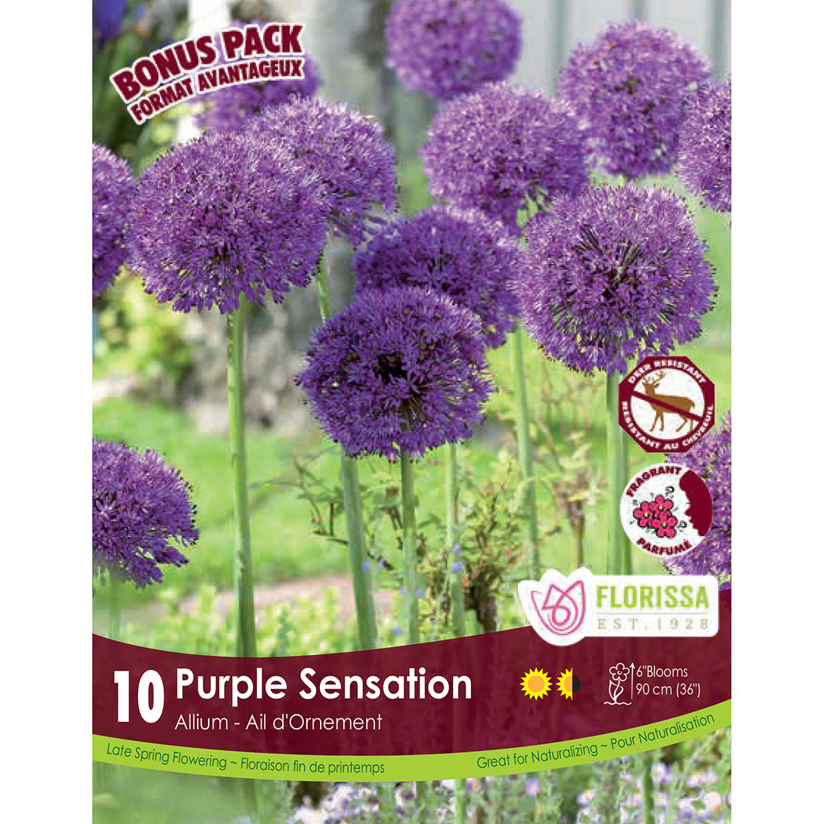 Allium 'Purple Sensation' Bulbs 10PK