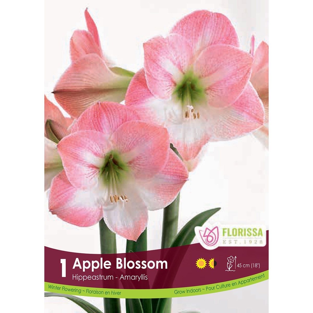 Amaryllis 'Apple Blossom' Bulb 1Pk