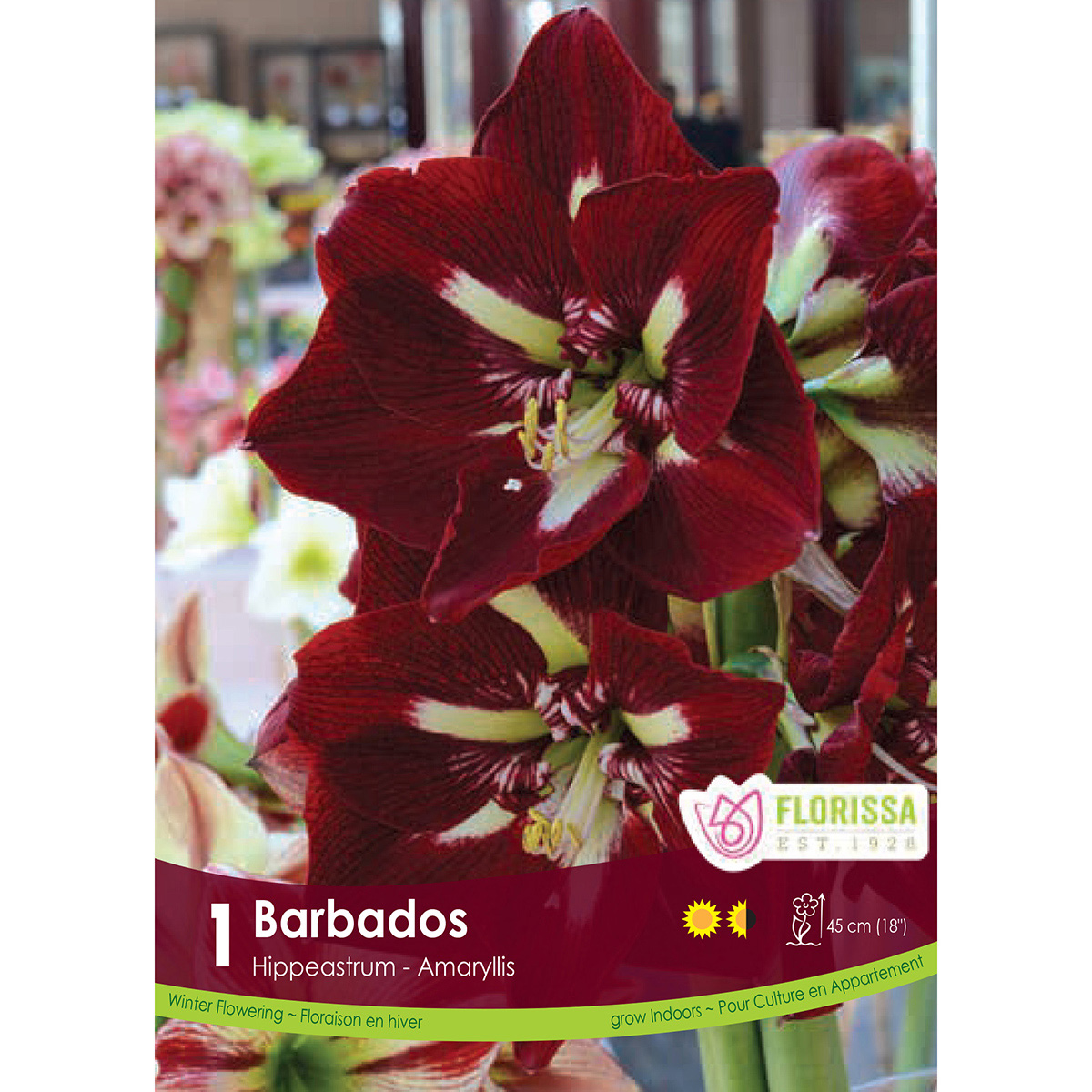 Amaryllis 'Barbados' Bulb 1PK