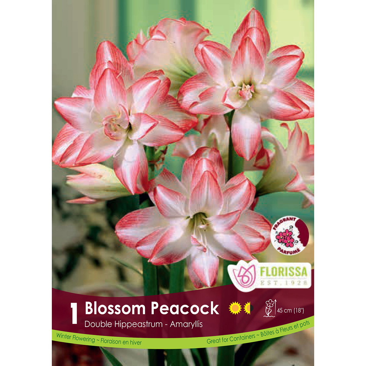 'Blossom Peacock' Amaryllis Bulb