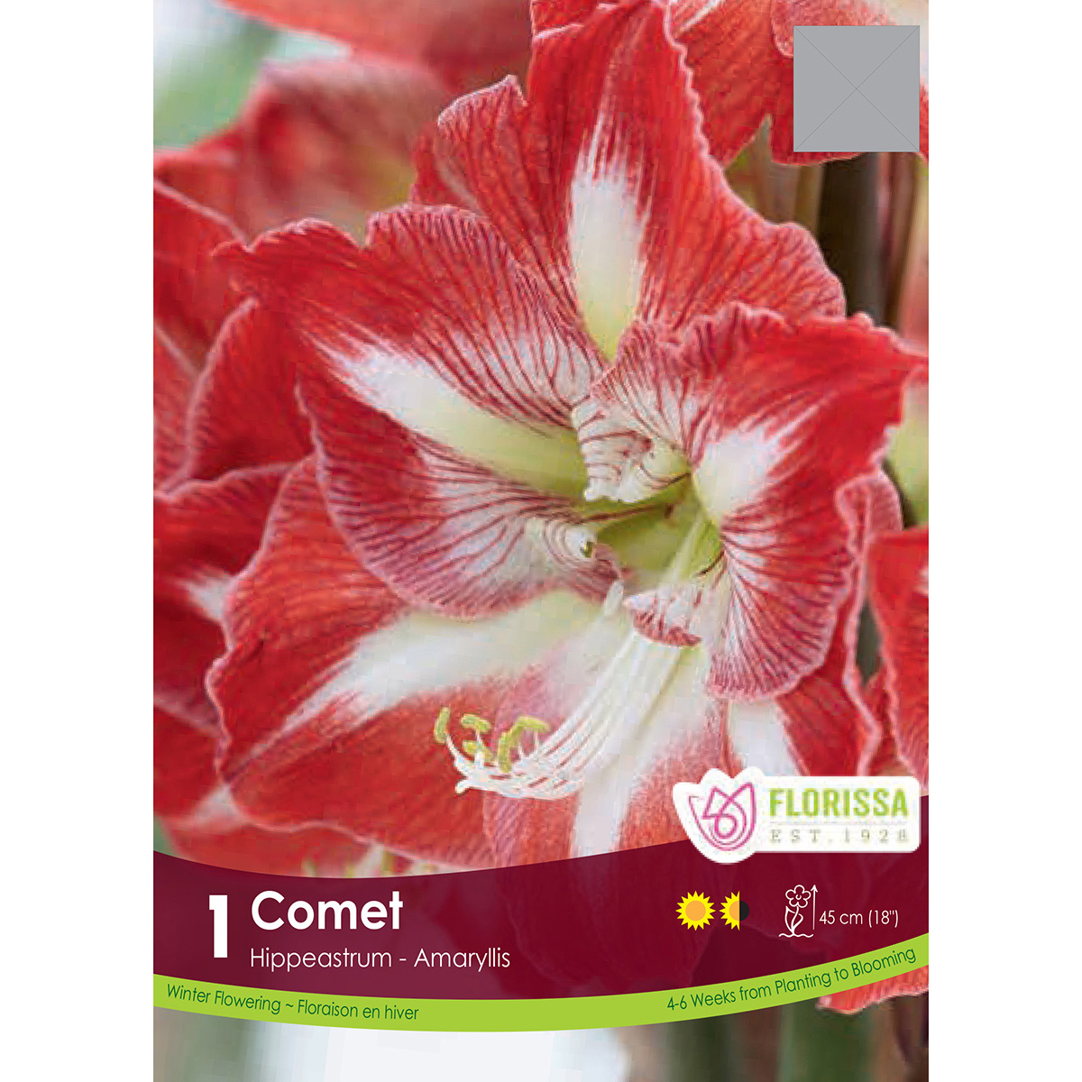 Bulb_Amaryllis_Comet.jpg