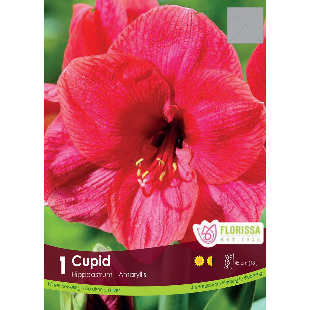 Bulb_Amaryllis_Cupid.jpg