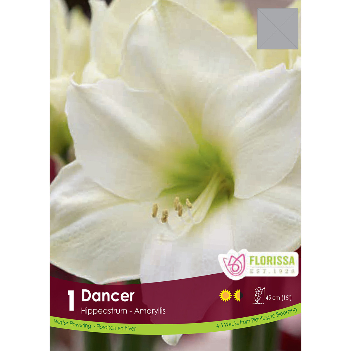 Amaryllis 'Dancer' Bulb