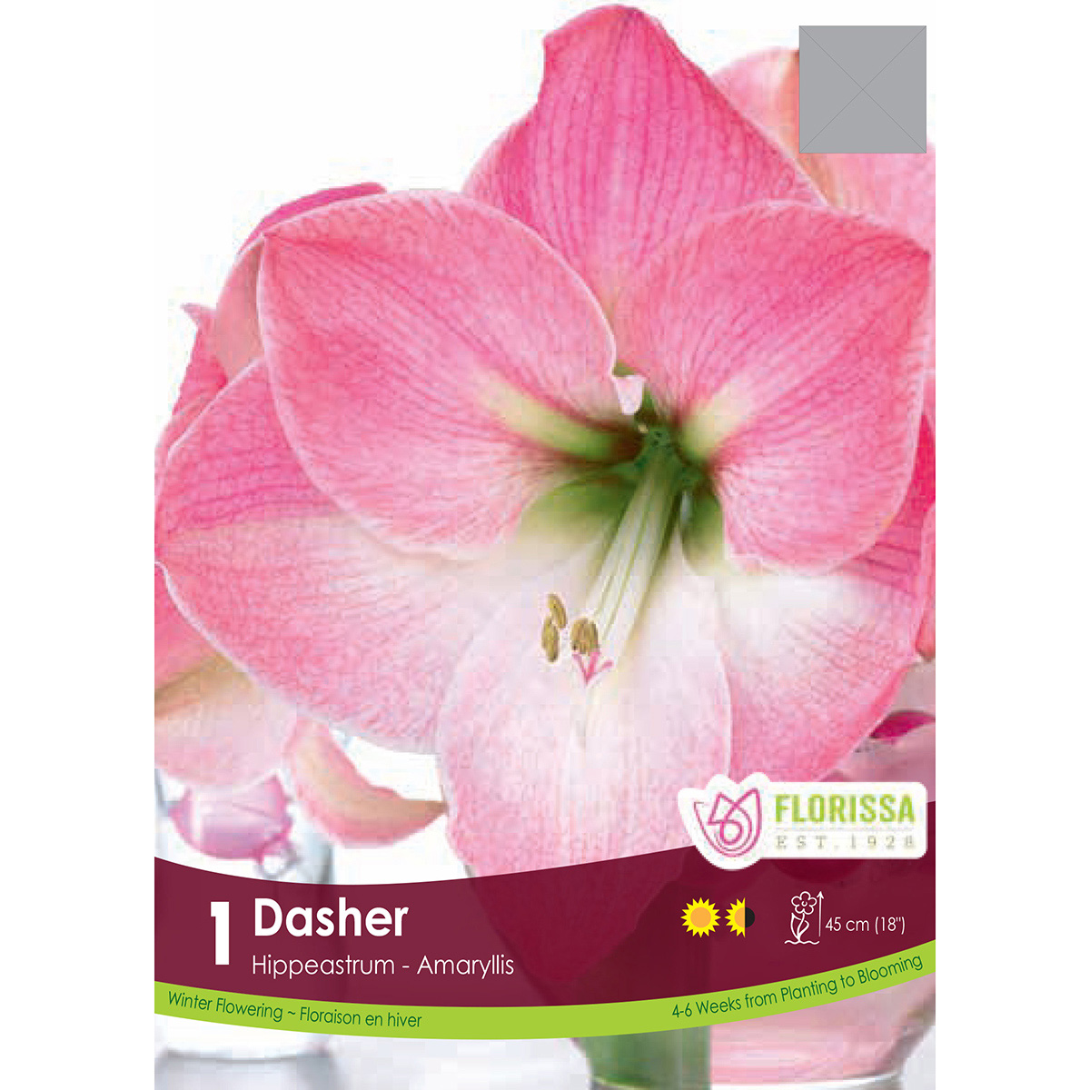 Amaryllis 'Dasher' Bulb