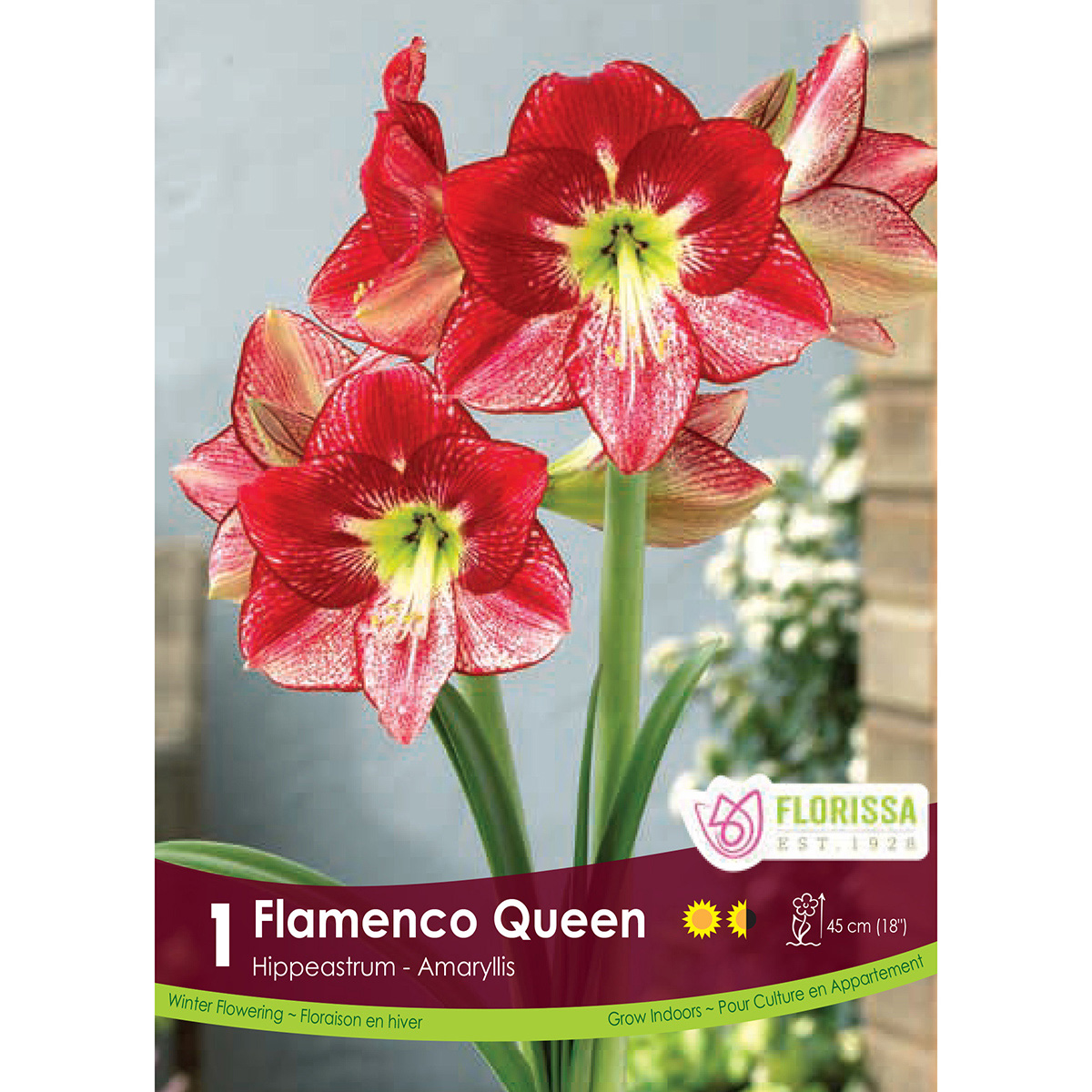 Amaryllis 'Flamenco Queen' Bulb