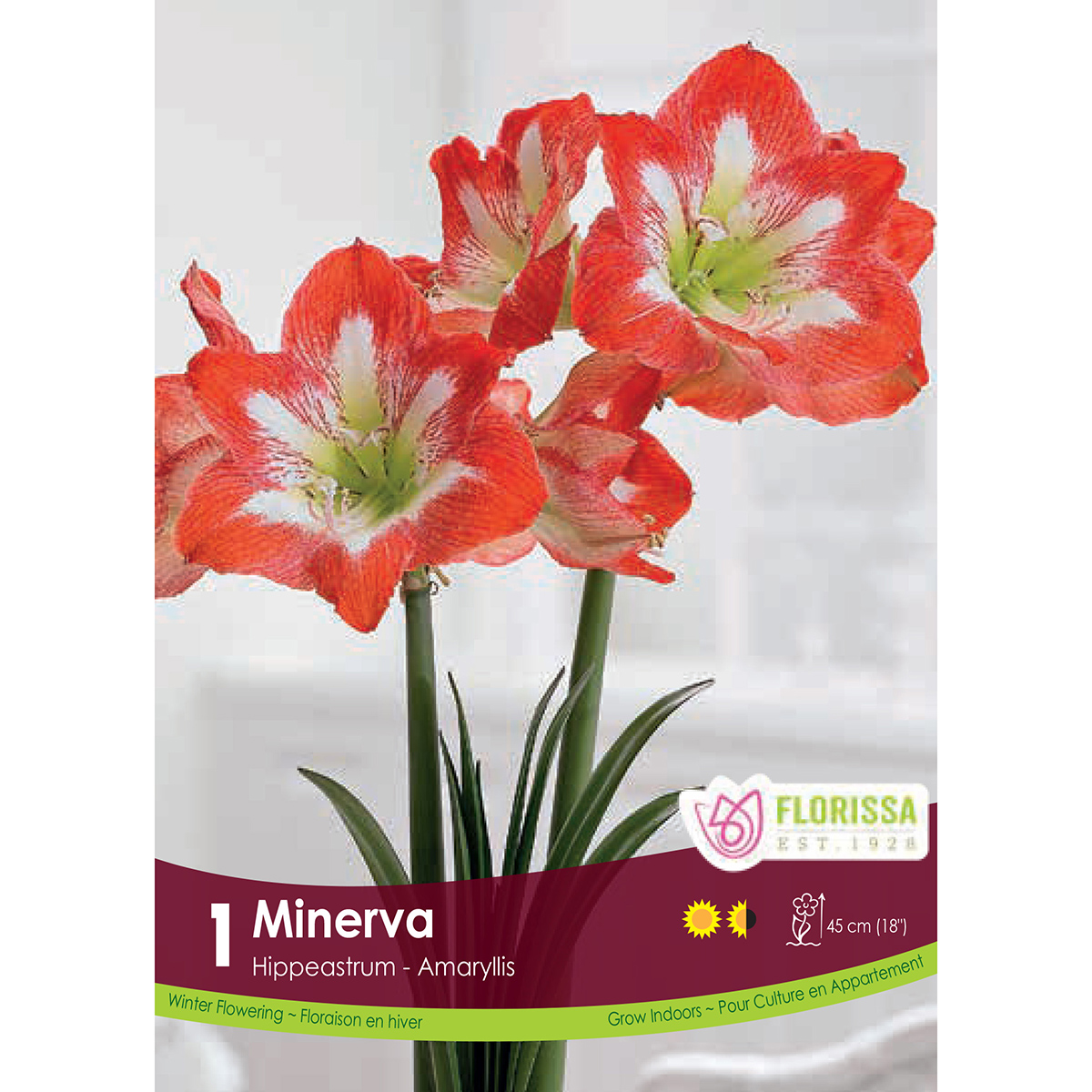 Bulb_Amaryllis_Minerva_1.jpg