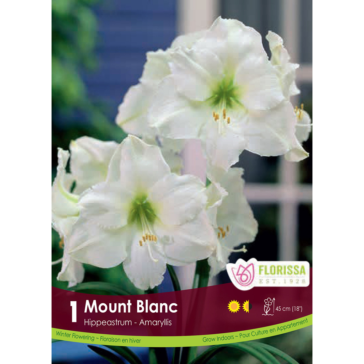 Amaryllis 'Mont Blanc' Bulb