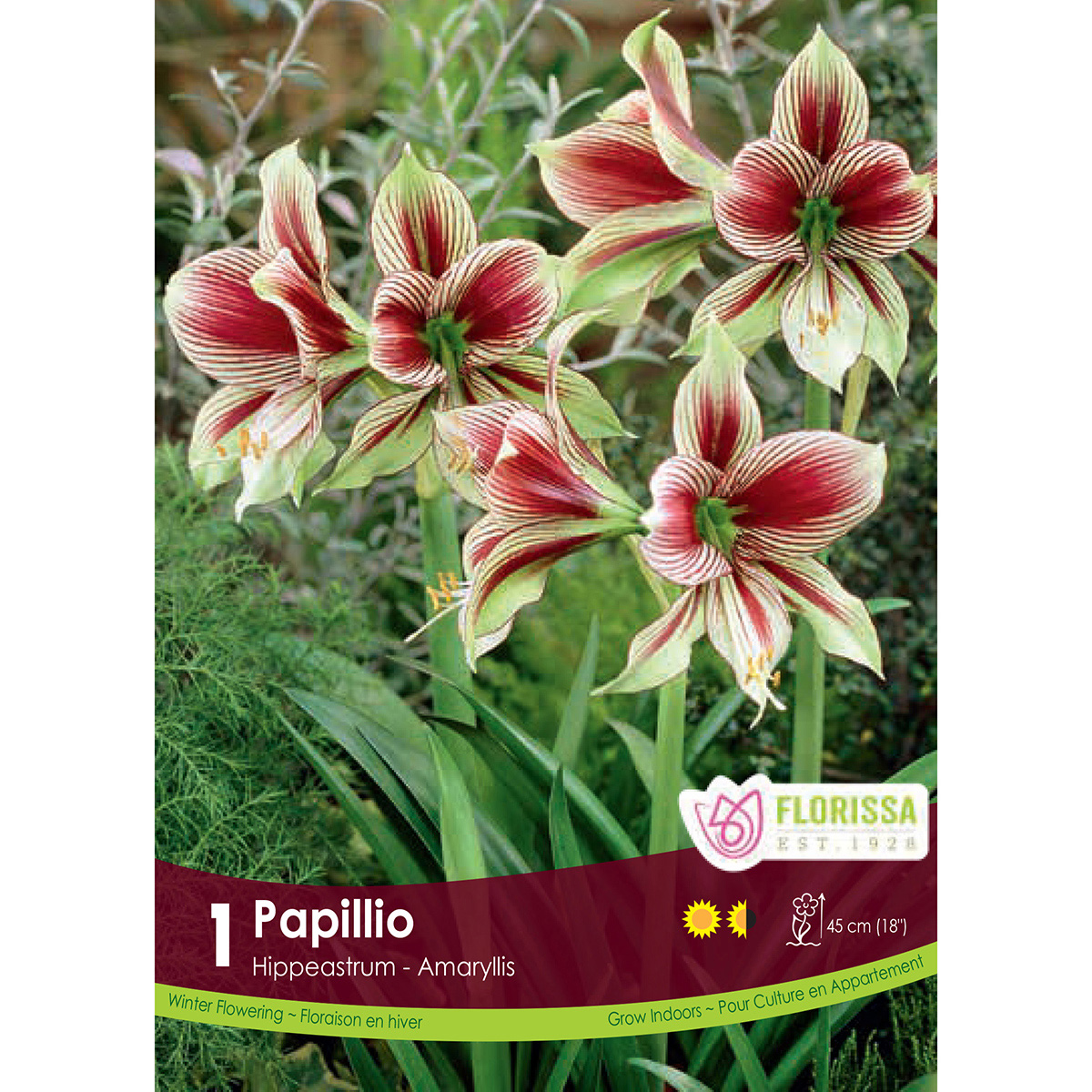 Amaryllis 'Papillio' Bulb 1PK