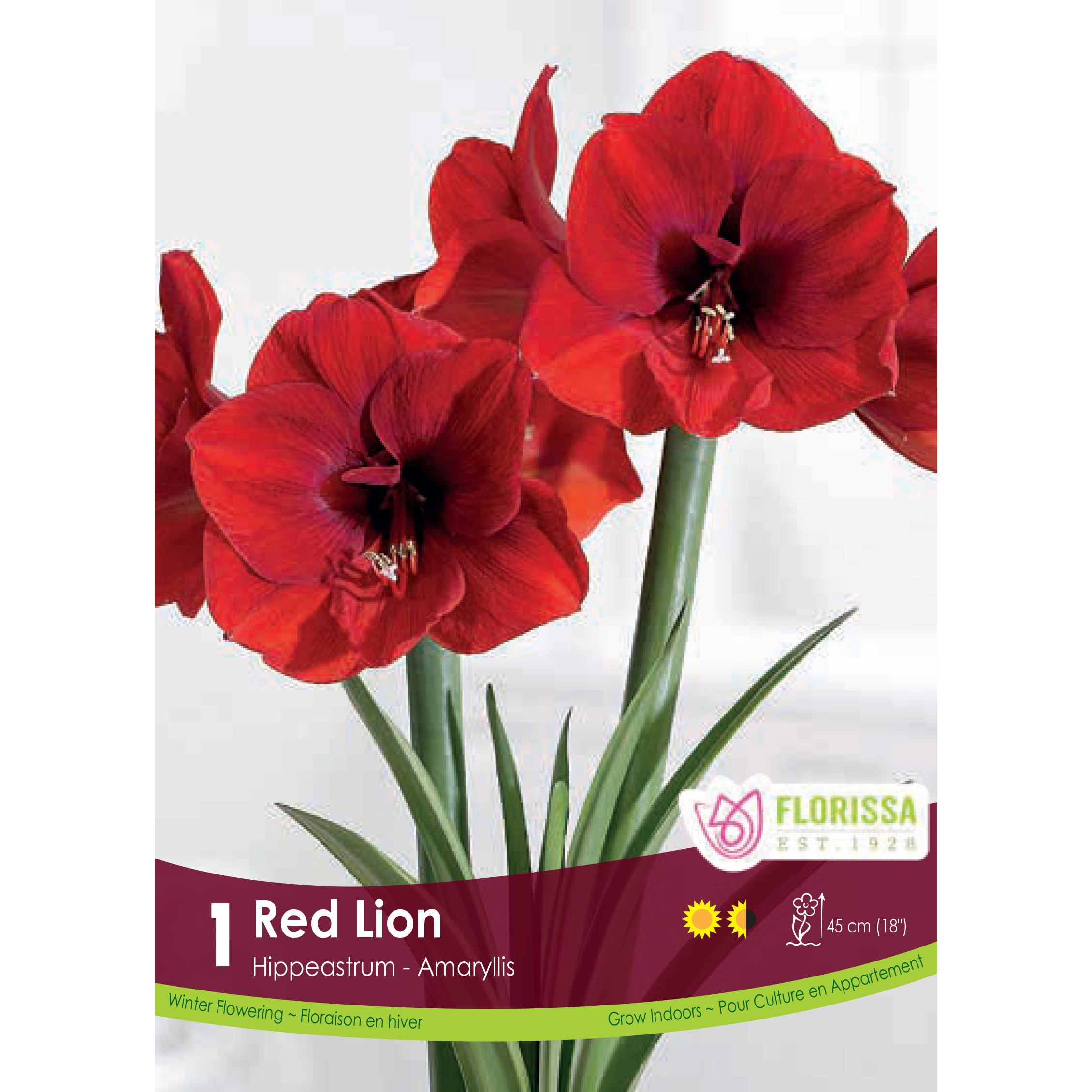 Amaryllis 'Red Lion' Bulb
