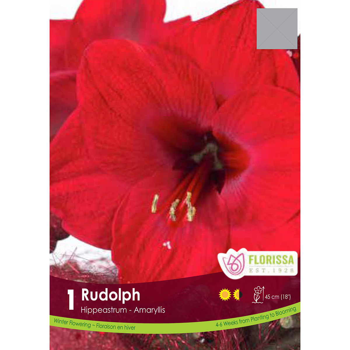 Amaryllis 'Rudolph' Bulb