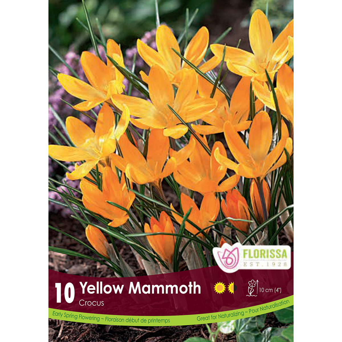 Bulb_Crocus_Yellow_Mammoth.jpg