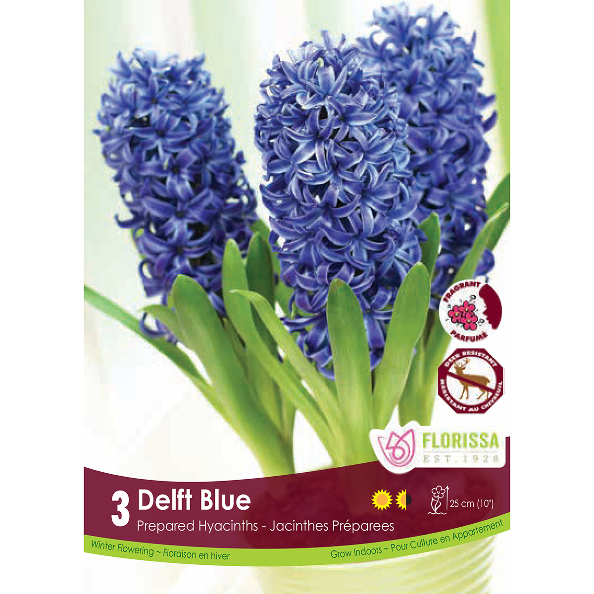  Hyacinthus 'Delft Blue' Prepared 3Pk