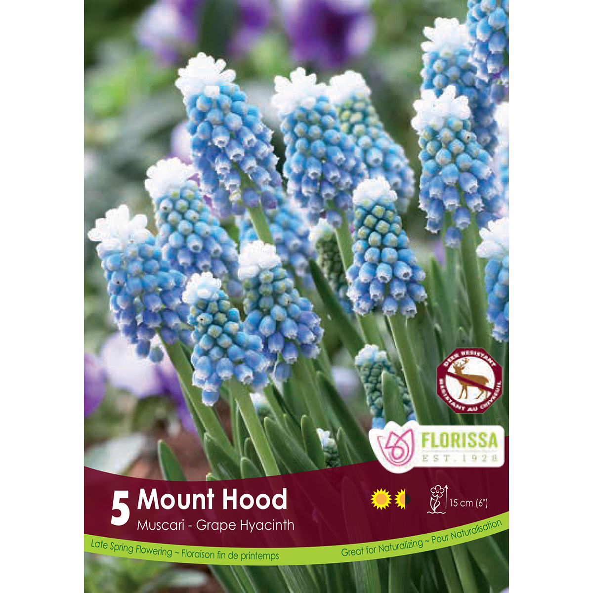 Muscari 'Mount Hood' 
