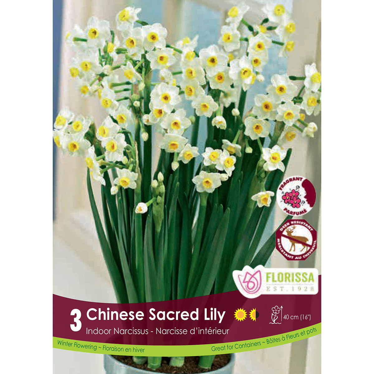 Bulb_Narcissus_Chinese_Sacred_Lily.jpg