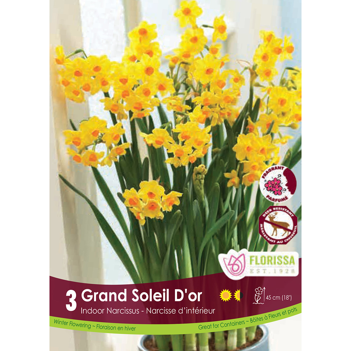 Narcissus 'Grand Soleil D'or' Bulbs 3PK