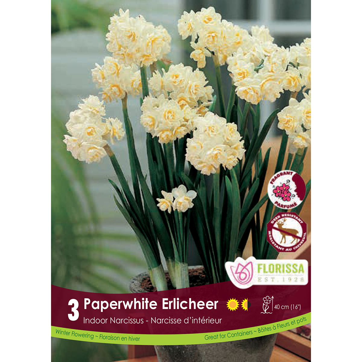 Narcissus 'Paperwhite Erlicheer' Bulbs 3PK