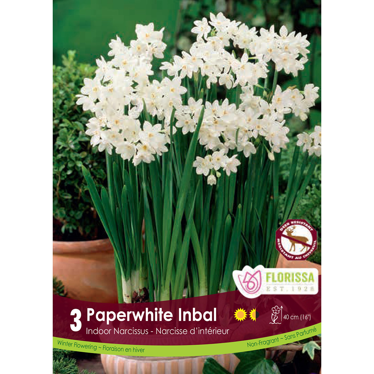 Narcissus 'Paperwhite Inbal' Bulbs 3PK