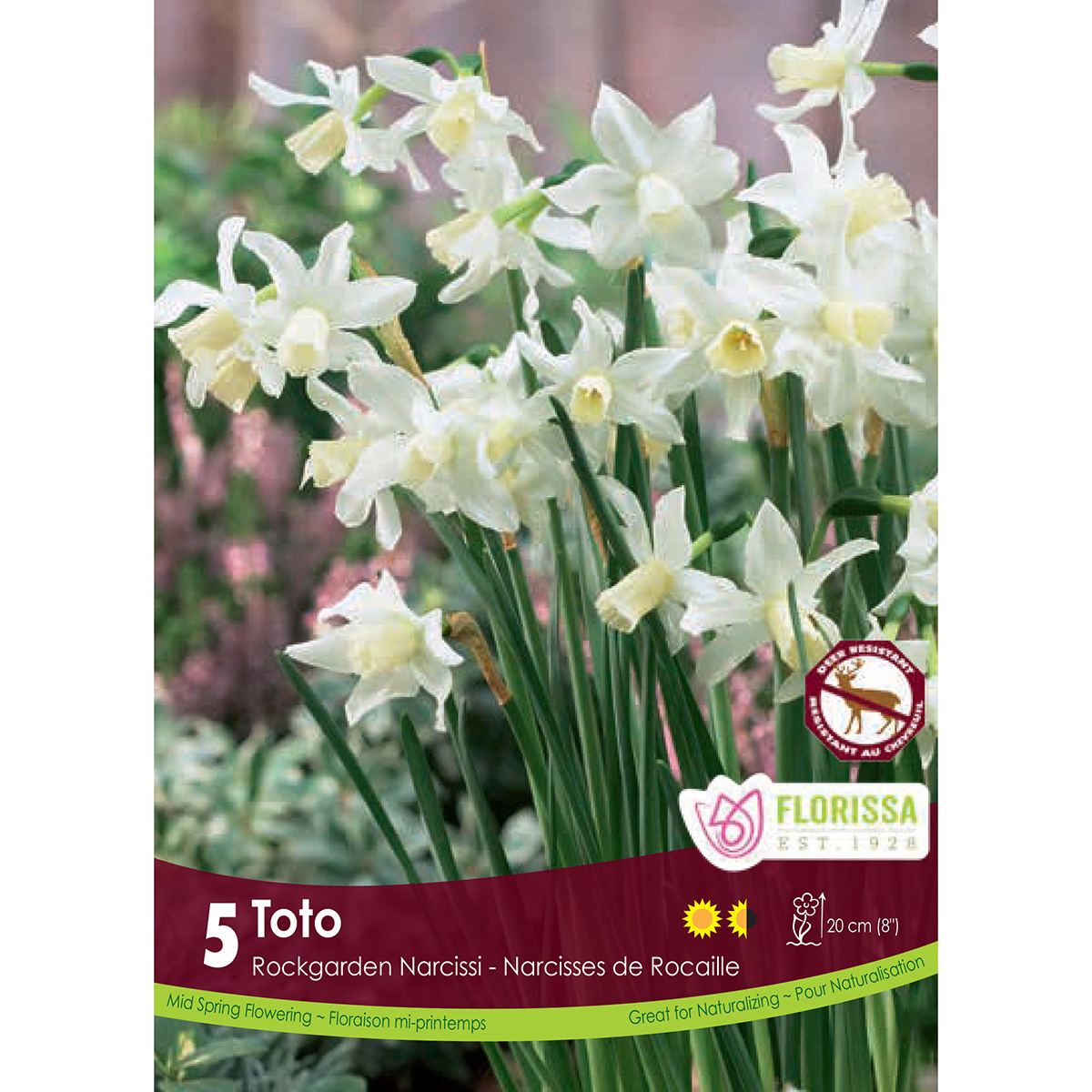 Bulb_Narcissus_Toto.jpg