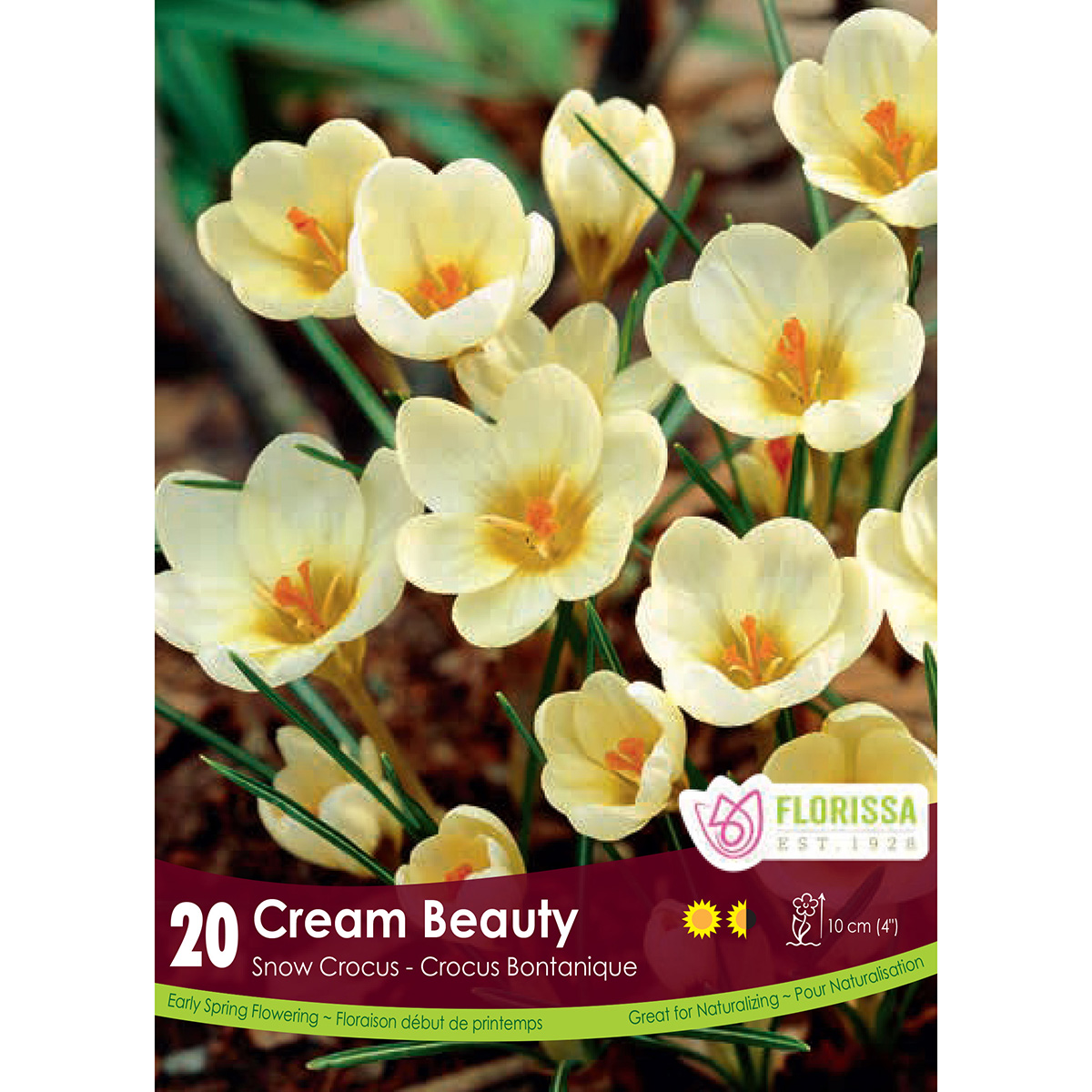 Bulb_Snowcrocus_Cream_Beauty.jpg